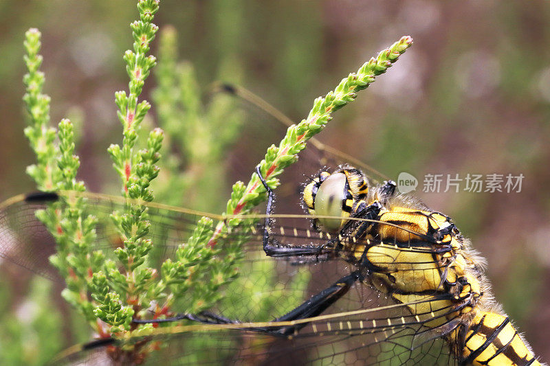 黑尾蜻蜓(Orthetrum cancellatum)雌